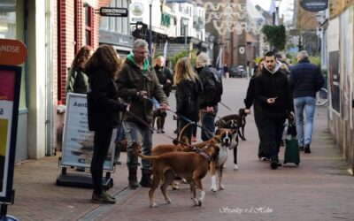 Alle 9 Boxers geslaagd voor gedragstest