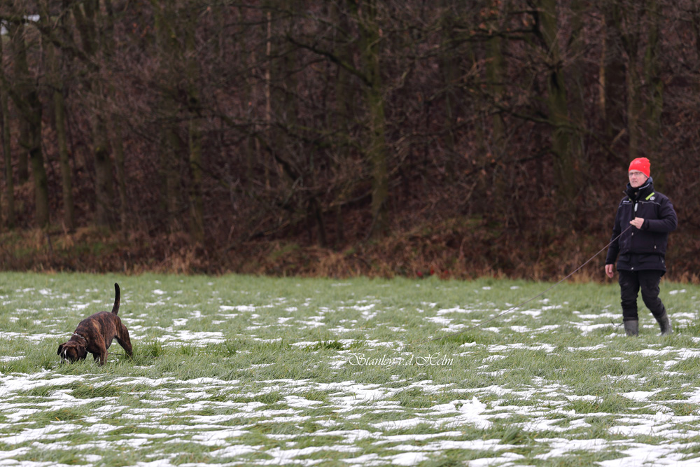 Vijf Boxers slagen voor Speurhond examen