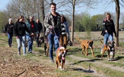 Gezellige Boxerwandeling, 4 geslaagd voor gedragstest